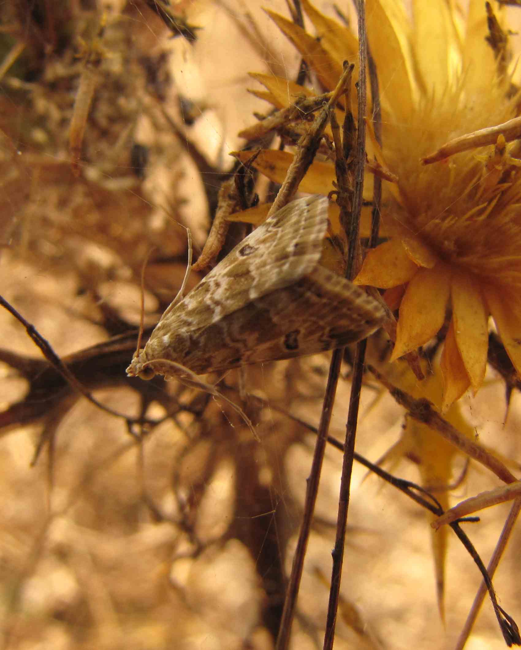 forse due noctuidae? - Hellula undalis